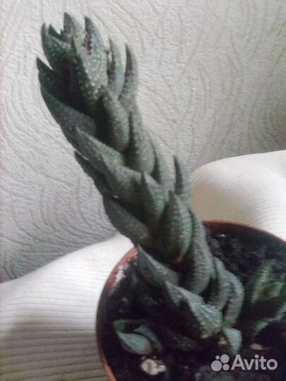 Сансевьерия цилиндрическая,гастерии,алоэ