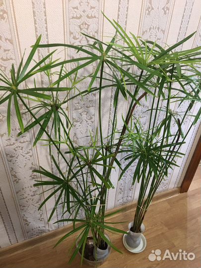 Циперус большой