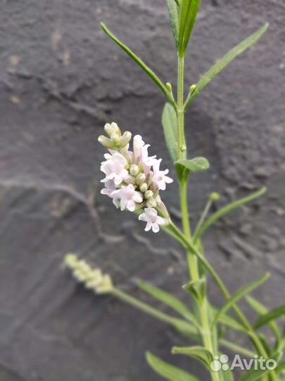 Лаванда Элеганс Пинк