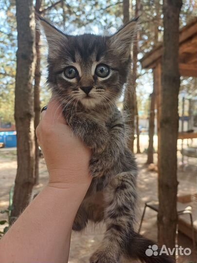 Котенок в дар