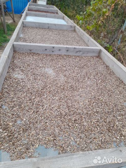 Семена арбуза 