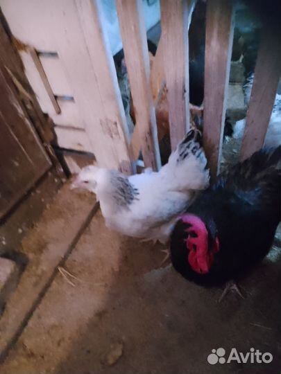 Курочка наседка