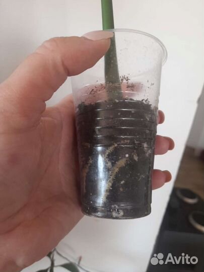 Рафидофора декурсива