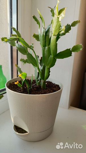 Декабрист шлюмбергера в горшке