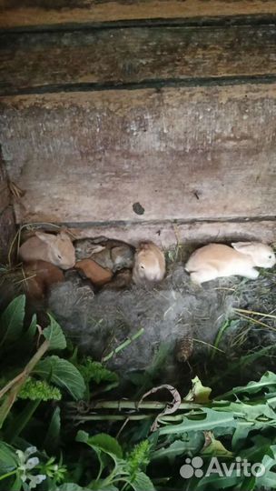 Кролики мясные