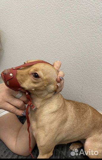 Намордник для собак