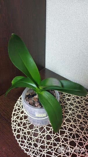 Орхидея фаленопсис Eve