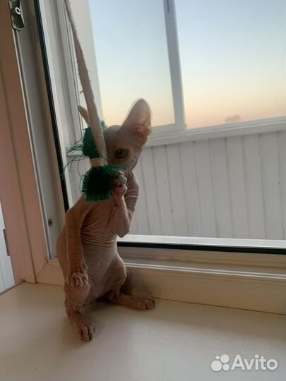 Девочка сфинкс