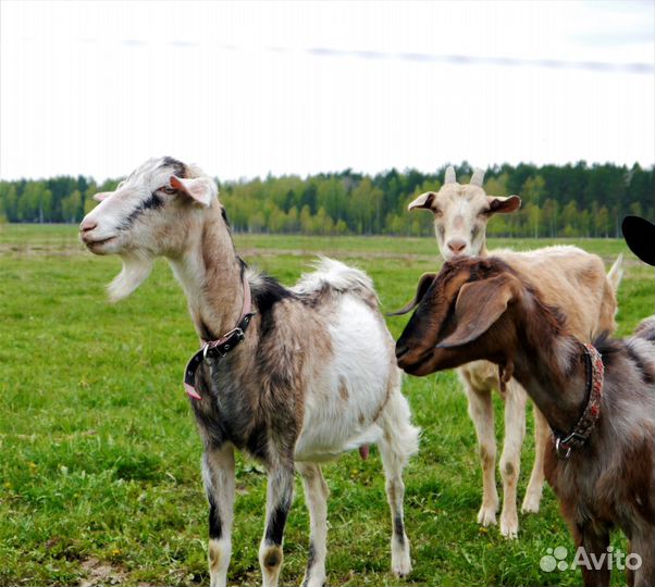 Дойные козы