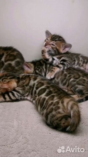 Бенгальская