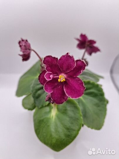 Фиалка рс Провидица