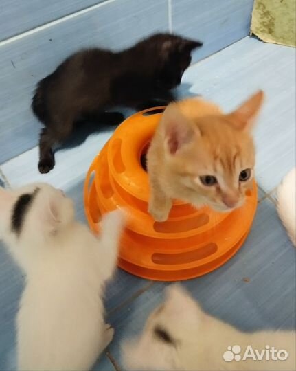 Домашние животные котята