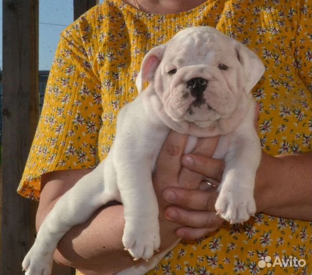 Английский бульдог