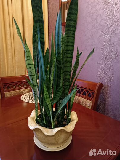 Сансевиерия. Щучий хвост