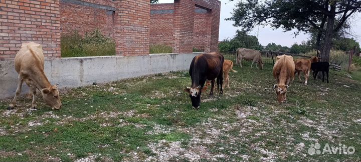 Корова с теленком