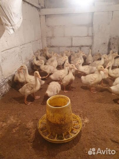 Утки и утятаЧерри Велли