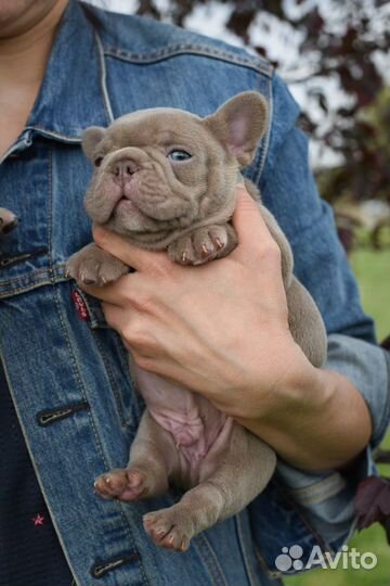 Французский бульдог цветные щенки