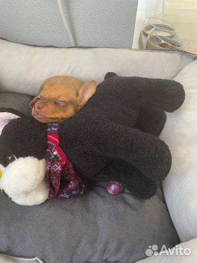 Мини той-терьер