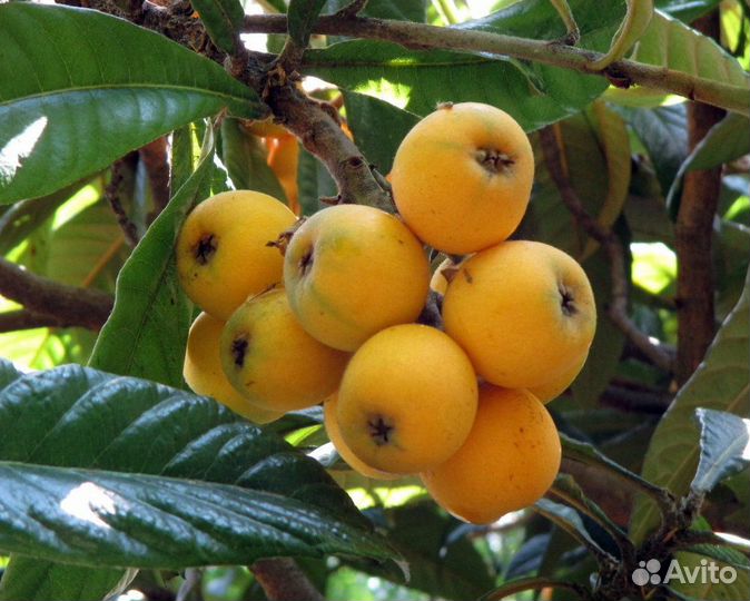 Мушмула Японская