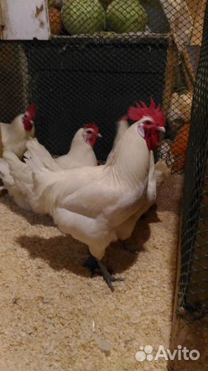 Бресс Гальские (французские мясные: цыплята,яйцо)