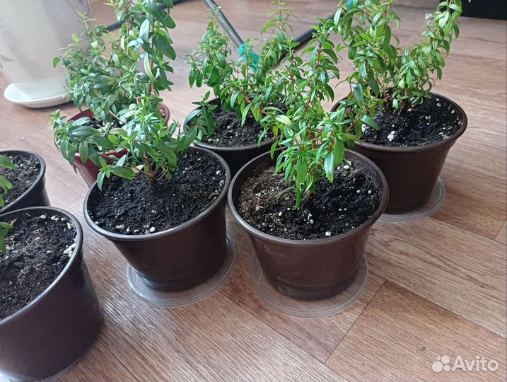 Миртовое дерево