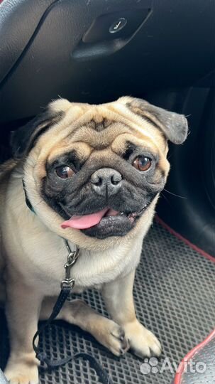Мопс вязка мальчик