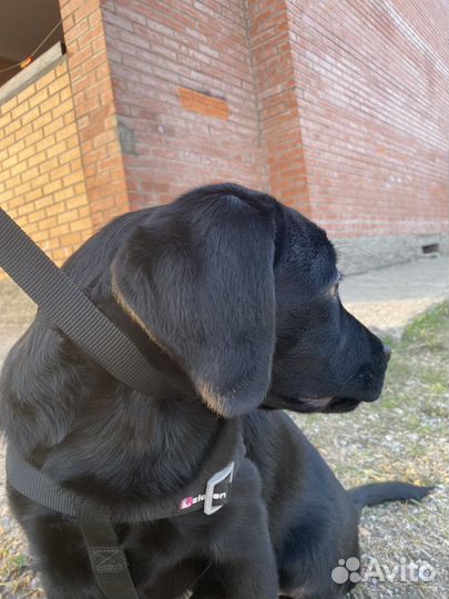 Щенки лабрадора