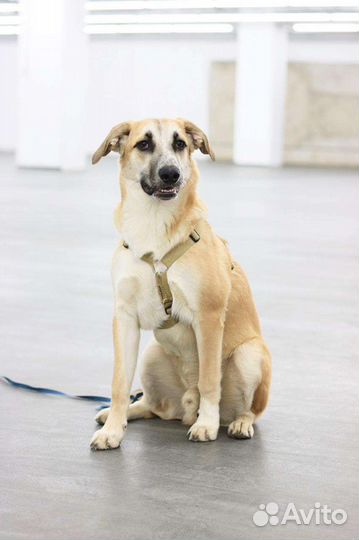 Эмир ищет семью