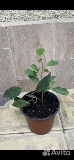 Фикус Бенжамина