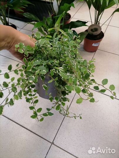 Пальма Ливистона, Спатифиллум Шопен, Фикус пумила