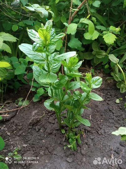 Мята ментоловая, мелисса лимонная