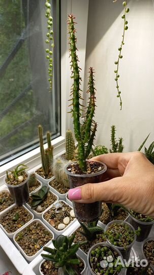 Кактусы и суккуленты