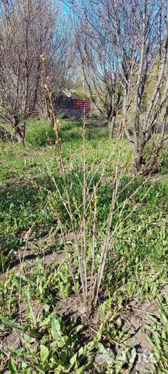 Саженцы вишни