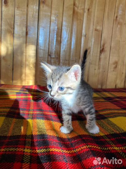 Котята в добрые руки от домашней кошки