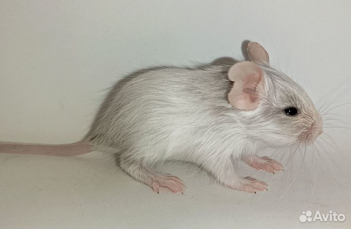 Цветные дегу