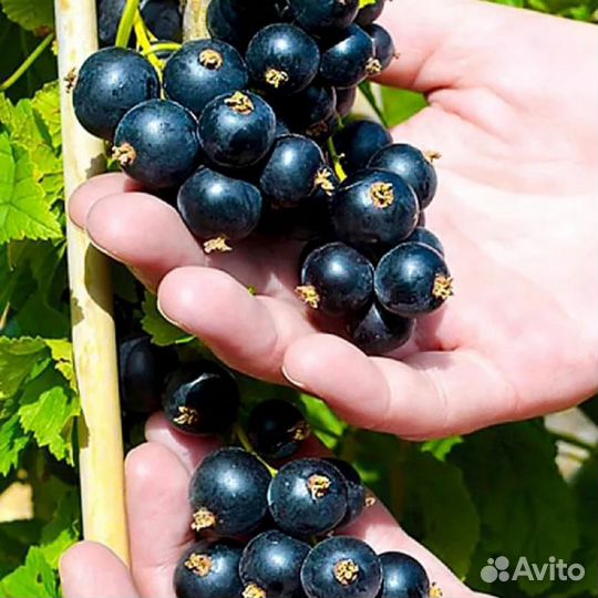 Свежая крупная сладкая чёрная смородина