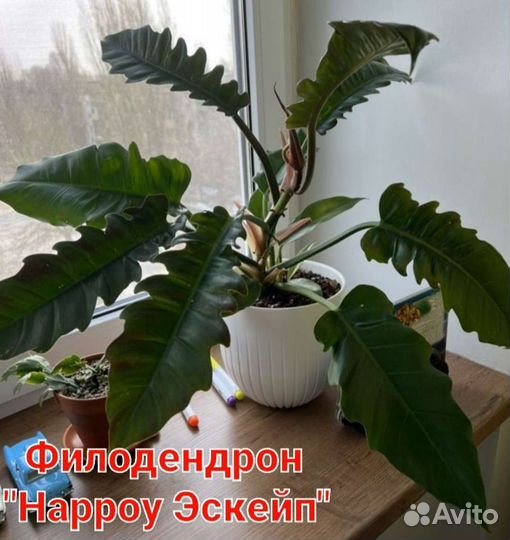 Монстера Альба, филодендроны, сингониумы сортовые