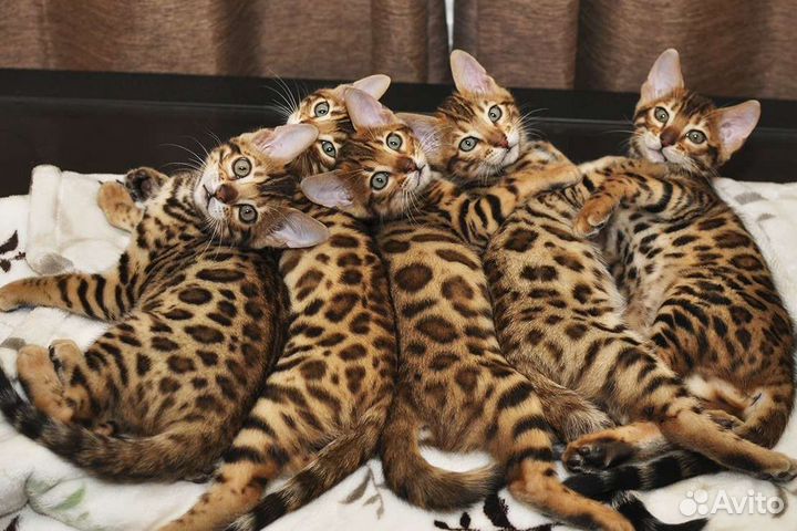Бенгальская