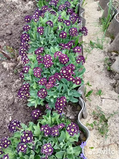 Аурикула(примула ушковая)