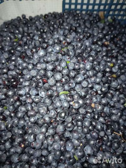 Черника. Малина. Смородина. Облепиха. Вишня