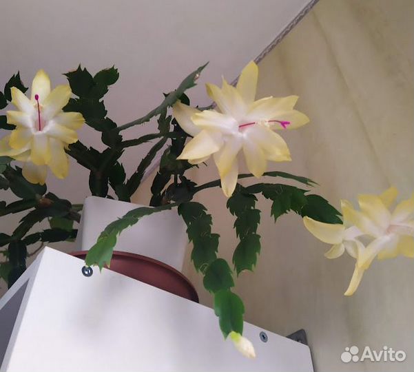 Фикус каучуконосный. Фикус бенджамина. Декабрист