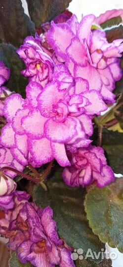 Сортовая фиалка(домашняя)