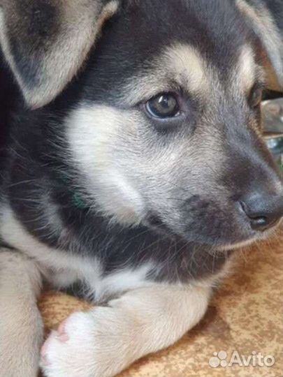 Нужен хозяин