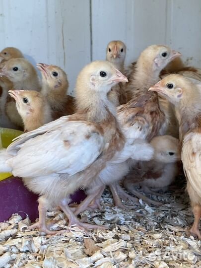 Курочки ломан браун