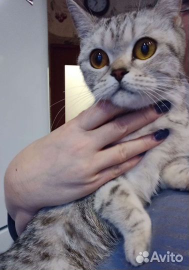 Шотландская девочка или британка