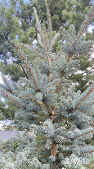 Ель голубая