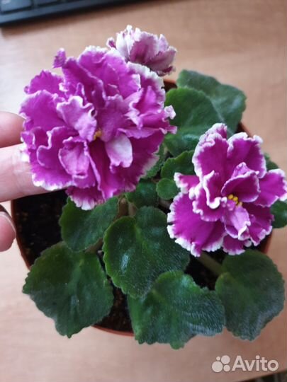 Фиалка сенполия махровая