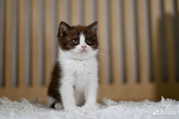 Ласковый британец