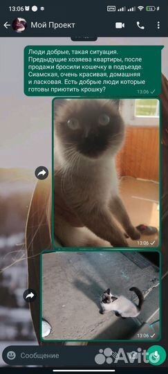 Сиамская кошка