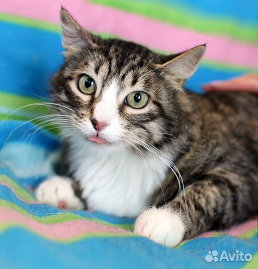 Марго -ищет дом красотка в лесной шубке